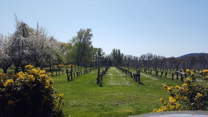 Buchanan Family Farm and Tyee Wine Cellars