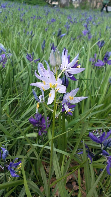 Pale bloom is due to crossing of albino and blue flowered plants.