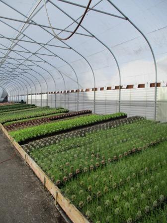 Iwasaki Brothers Nursery