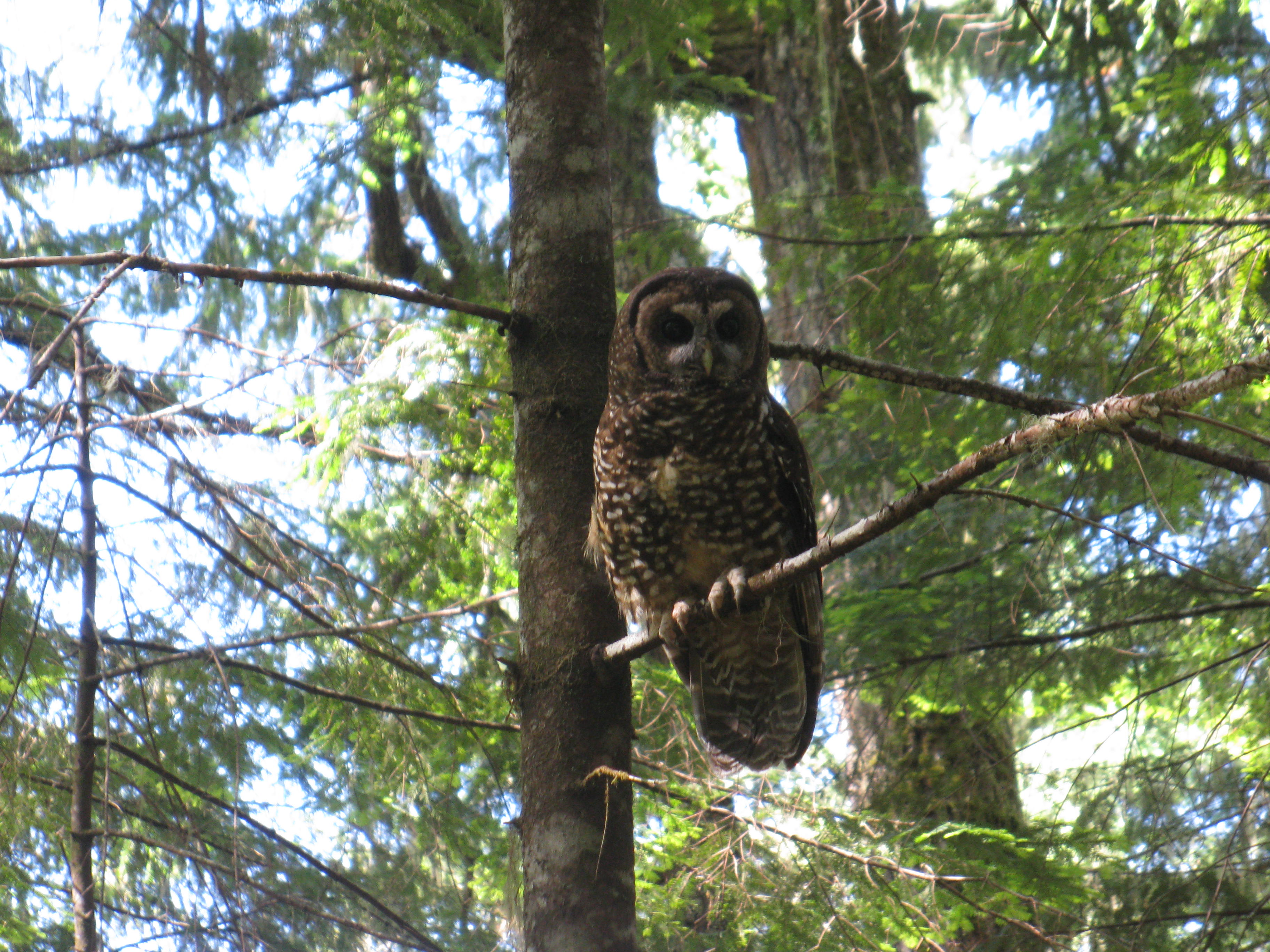 Northern Spotted Owl