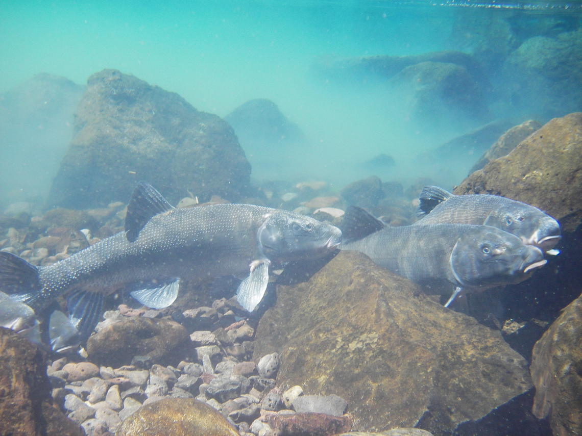 Endangered Klamath suckers