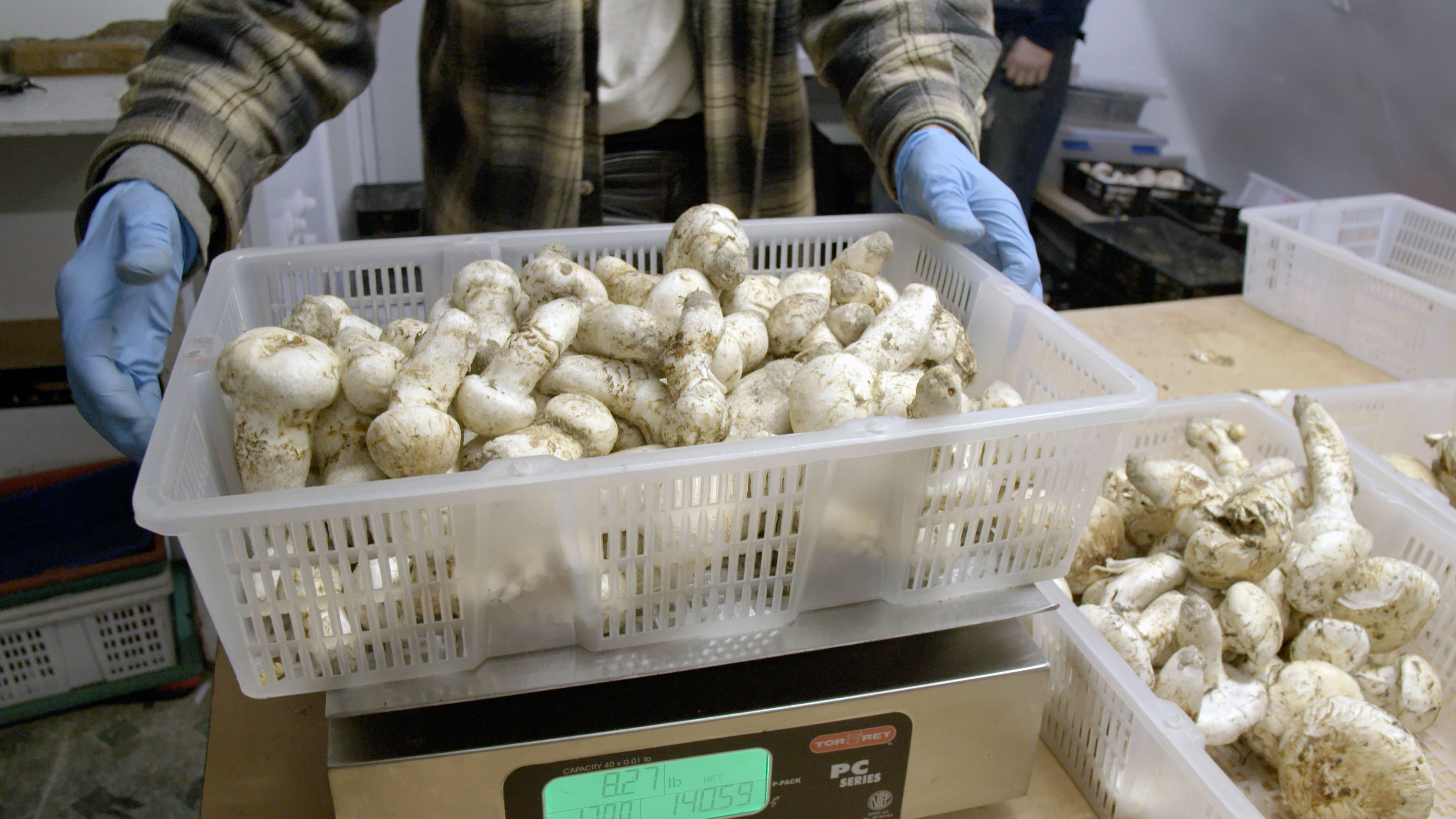 Matsutake (mushroom)