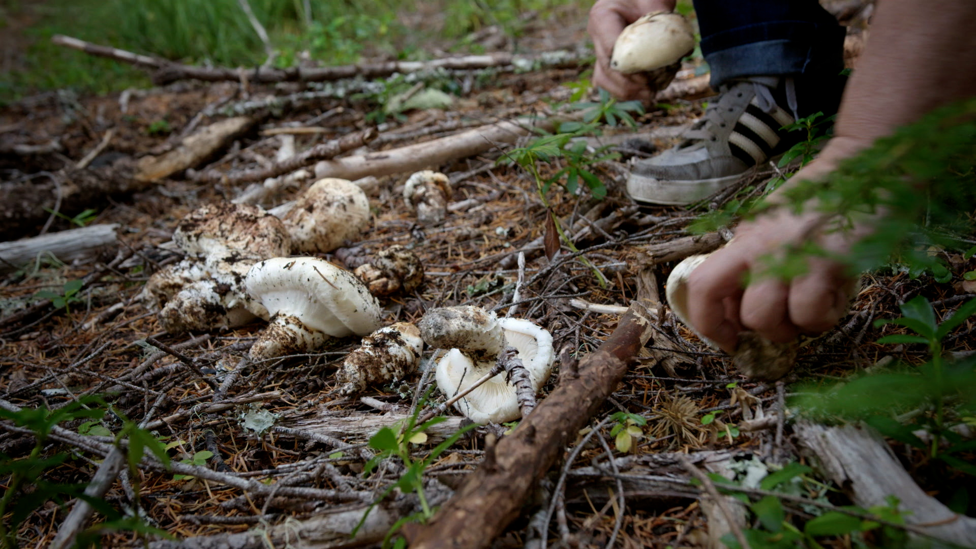 Matsutake (mushroom)