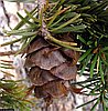 Douglas fir, cone of