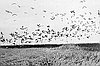 Flock of pelicans and gulls, Malheur Lake, 1908
