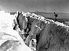 Mazama climber, CN 004950