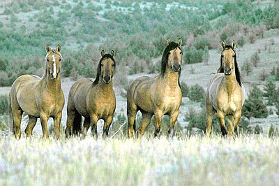 Wild Horses In Oregon