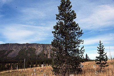 Lodgepole pine